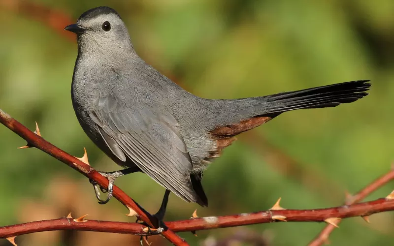 Gray Catbird