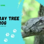 Gray Tree Frog