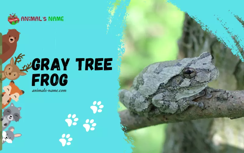 Gray Tree Frog