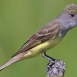 Great Crested Flycatcher