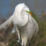 Great Egret