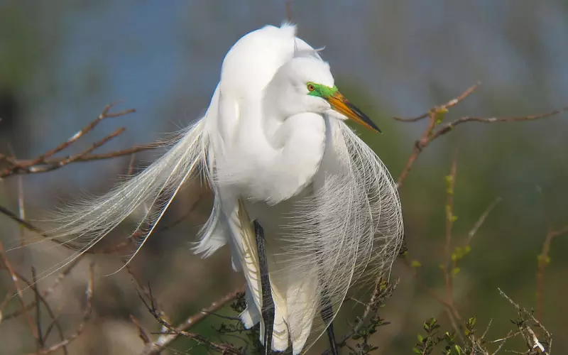 Great Egret