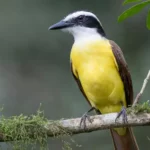 Great Kiskadee