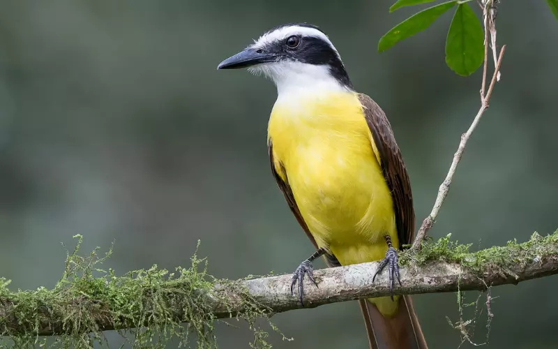 Great Kiskadee