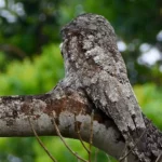 Great Potoo Bird