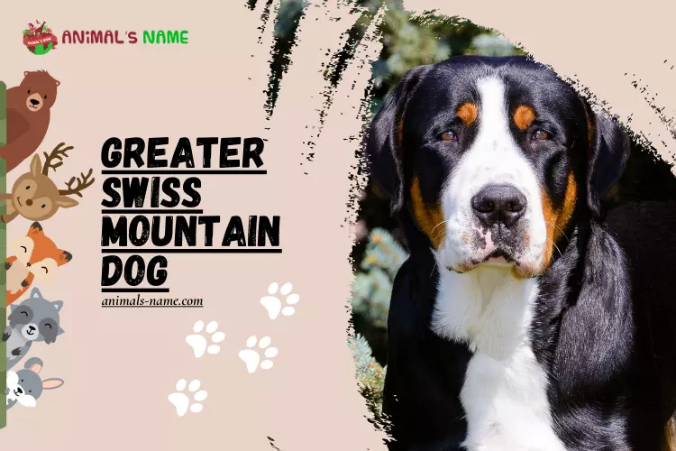 Greater Swiss Mountain Dog