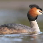 Grebe