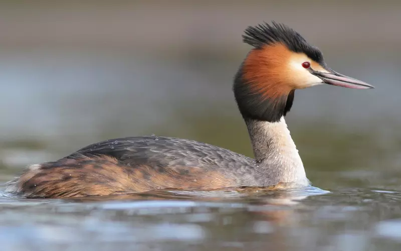 Grebe