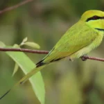 Green Bee-Eater