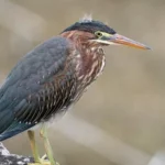 Green Heron