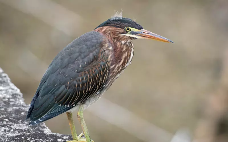 Green Heron