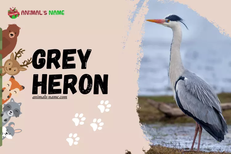 Grey Heron