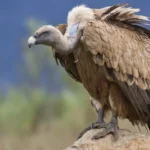 Griffon Vulture