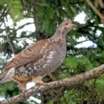 Grouse