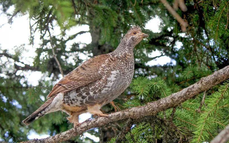 Grouse