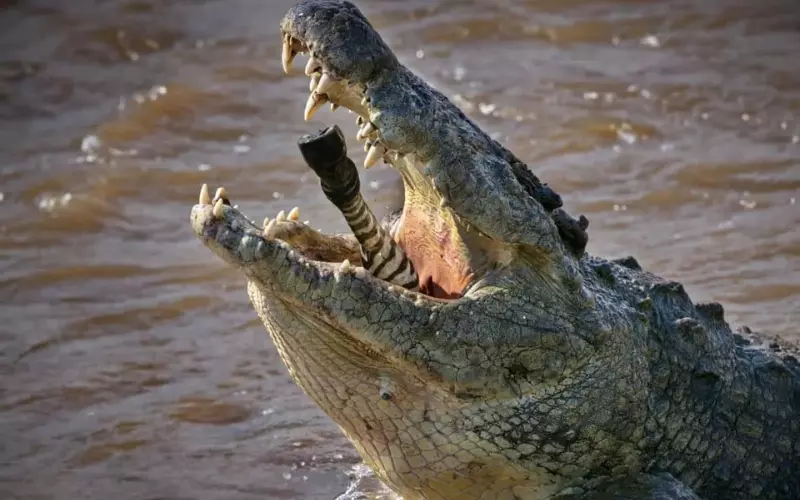 A crocodile displayed its open mouth and exposed teeth in a menacing manner.
