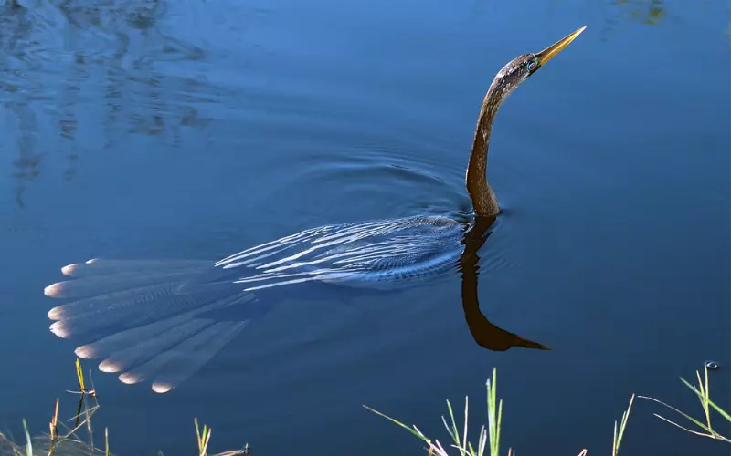 Habitat Of Anhinga