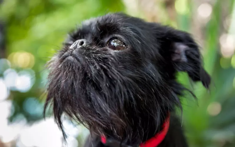 Habitat Of Brussels Griffon