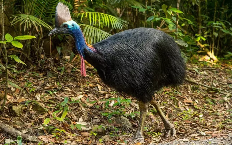 Habitat Of Cassowary