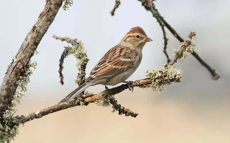 Habitat Of Chipping Sparrow