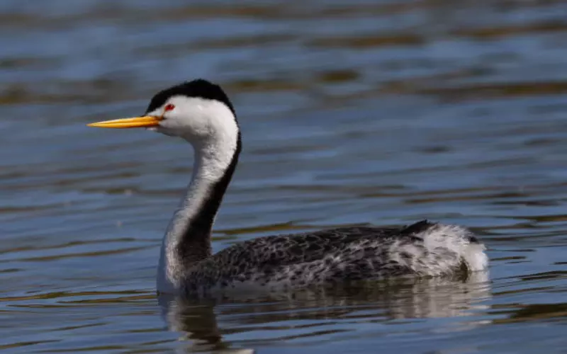 Habitat Of Clark’s Grebe