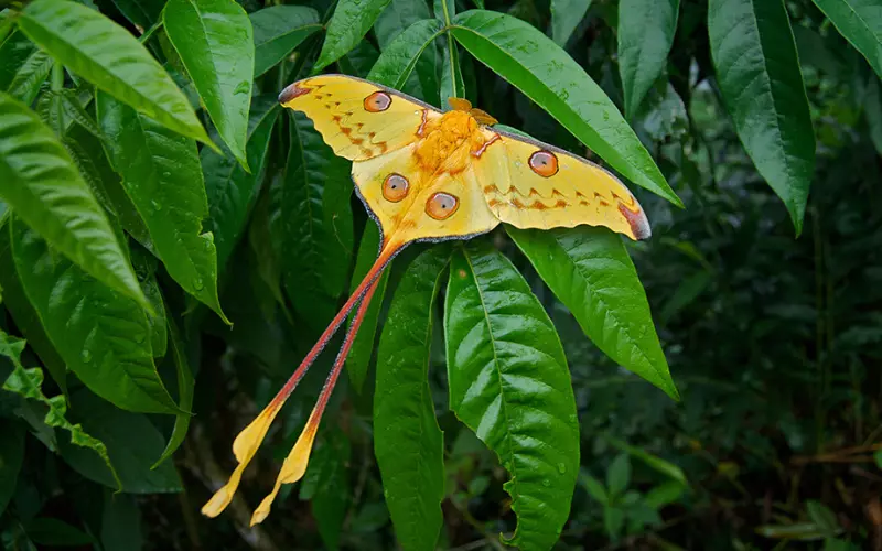 Habitat Of Comet Moth