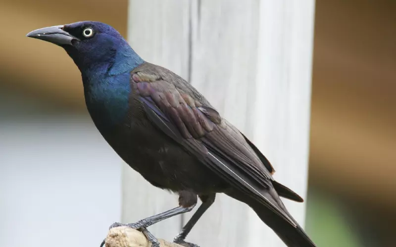 Habitat Of Common Grackle