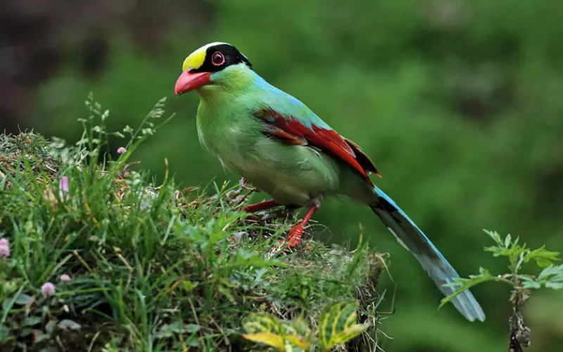 Habitat Of Common Green Magpie