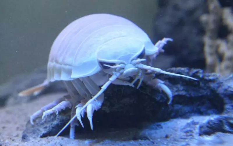 Habitat Of Giant Isopod