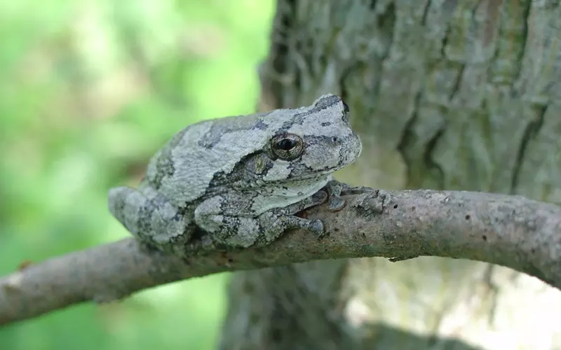 Habitat Of Gray Tree Frog