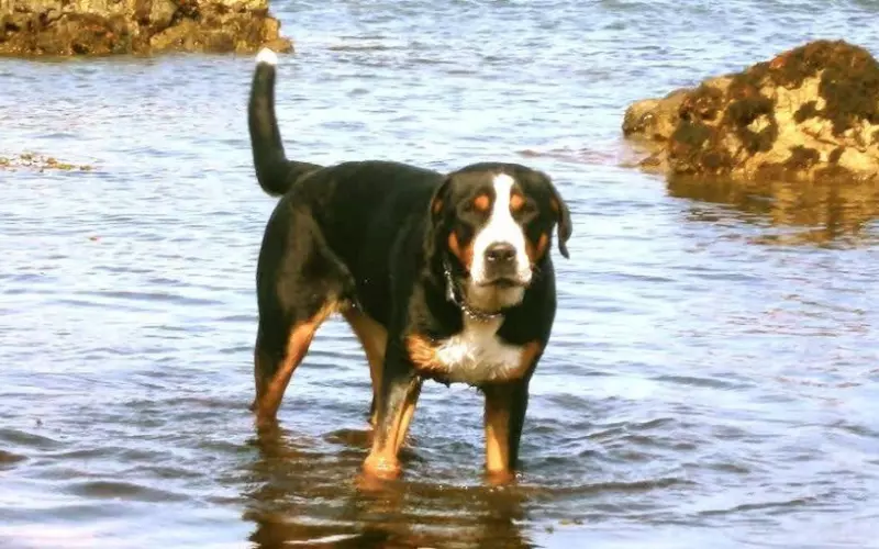 Habitat Of Greater Swiss Mountain Dog