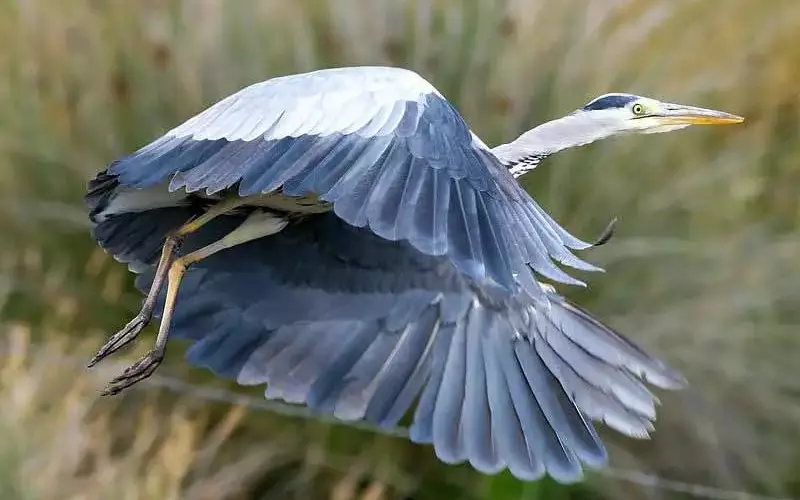 Habitat Of Grey Heron