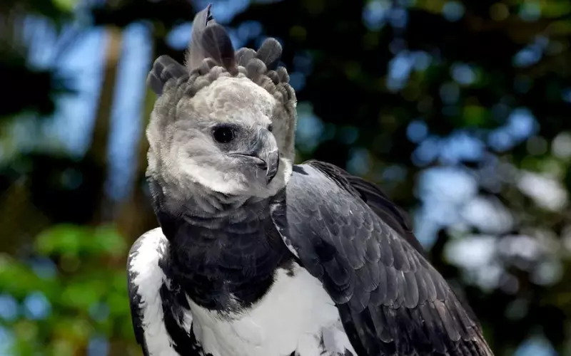 Habitat Of Harpy Eagle