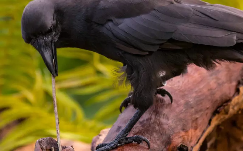 Habitat Of Hawaiian Crow