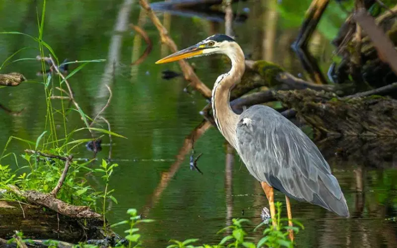 Habitat Of Heron