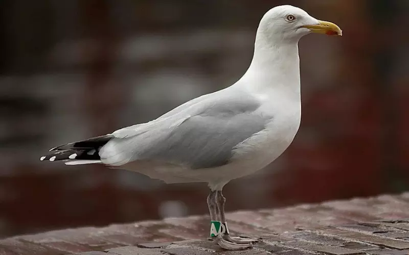 Habitat Of Herring Gull