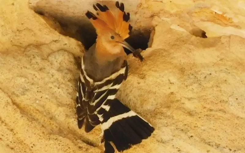 Habitat Of Hoopoe