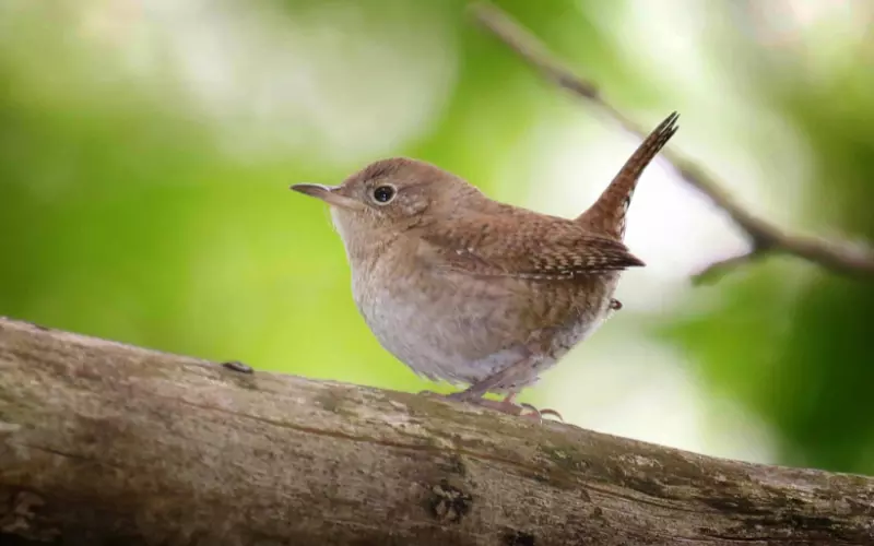 Habitat Of House Wren