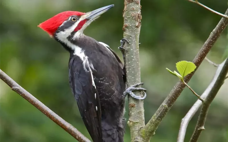 Habitat Of Ivory-Billed Woodpecker