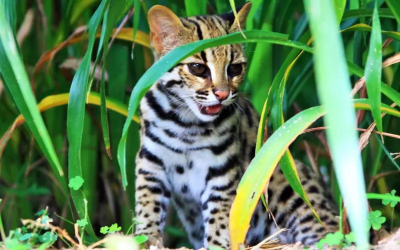 Habitat Of Leopard Cat