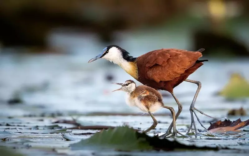 Habitat Of Lesser Jacana