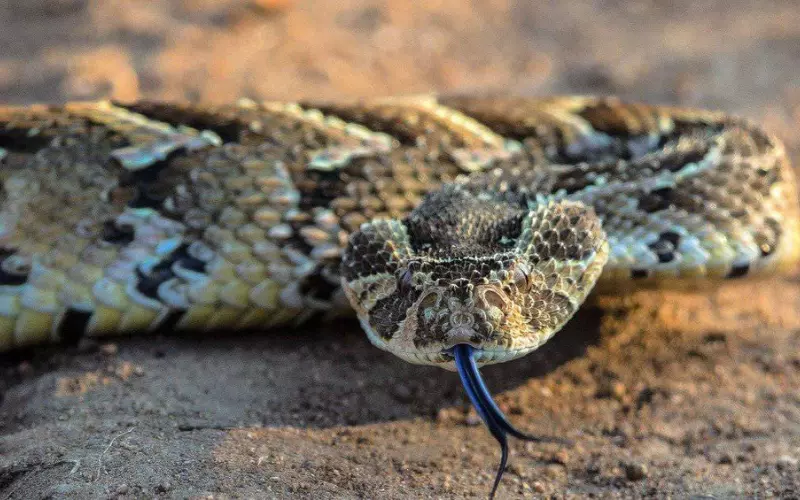 Habitat Of Puff Adder