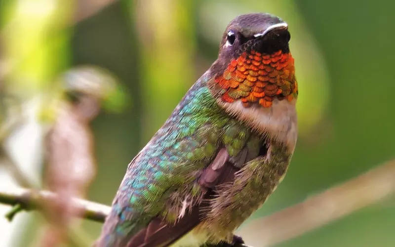 Habitat Of Ruby-Throated Hummingbird