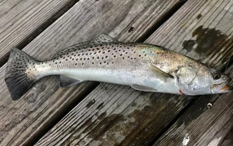 Habitat Of Speckled Trout