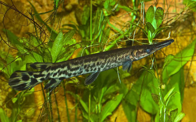 Habitat Of Spotted Gar