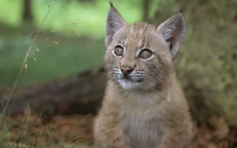 Habitat of Balkan Lynx