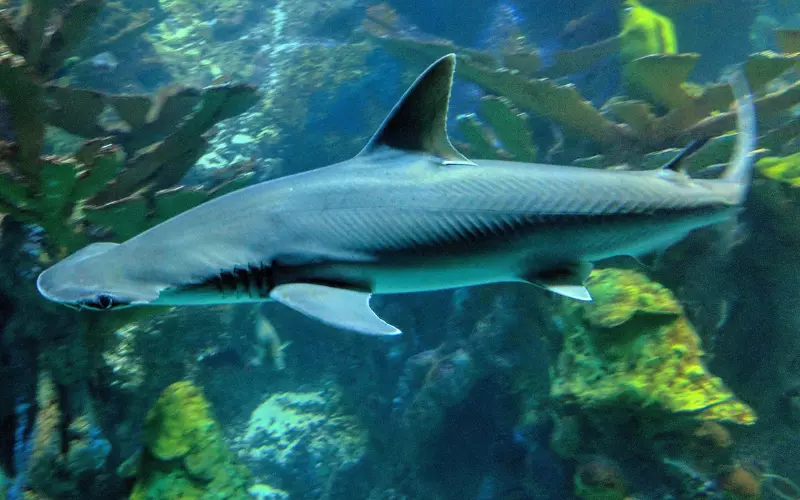 Habitat of Bonnethead Shark