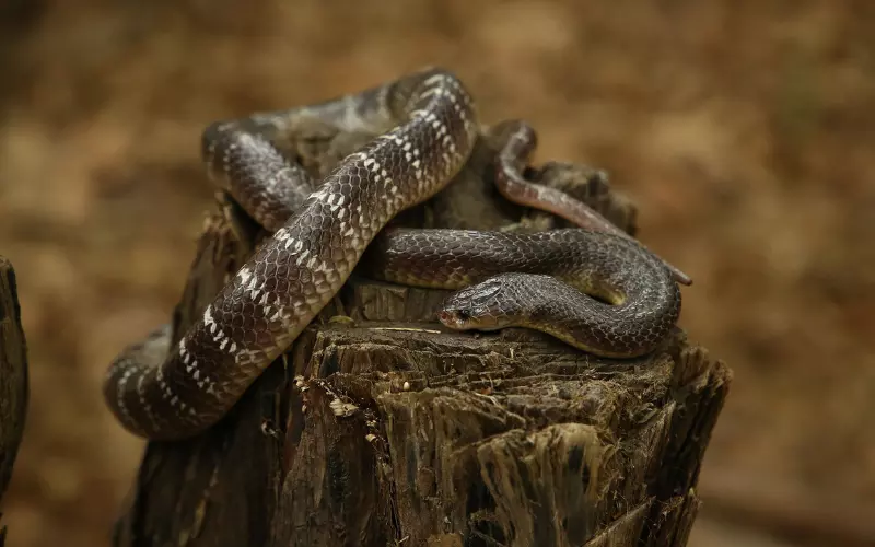 Habitat of Snake
