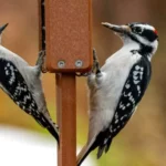 Hairy Woodpecker