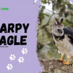 Harpy Eagle